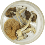 African Cubensis (Panaeolus africanus) | Magic Mushrooms Montreal Canada