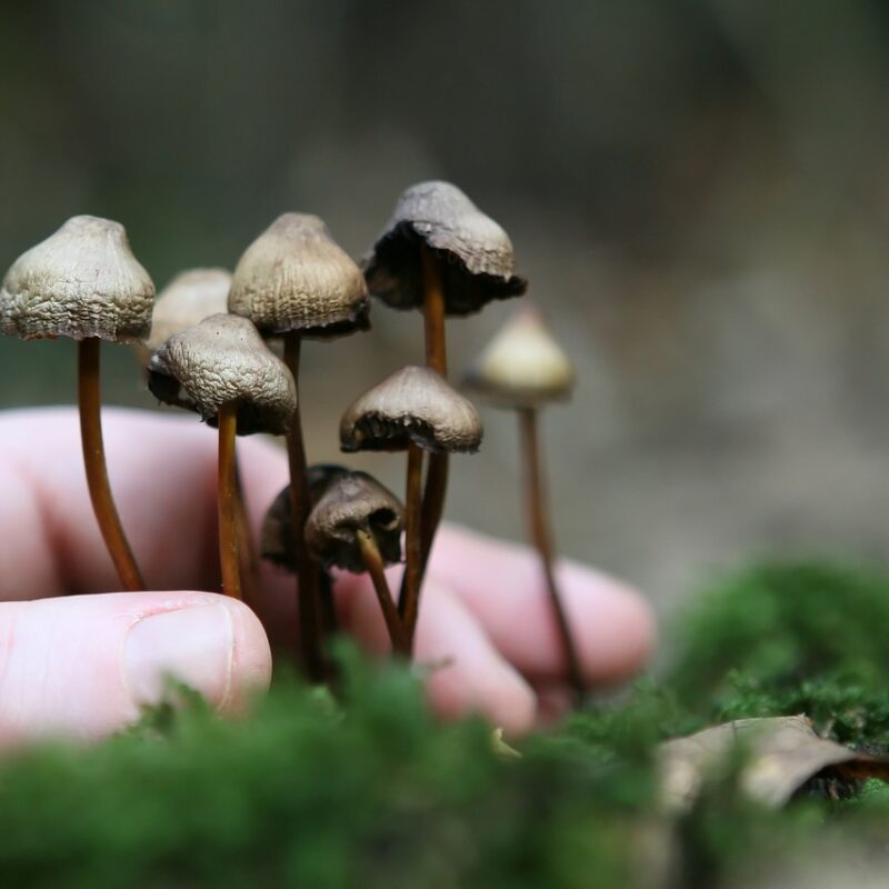 Guide to Magic Mushrooms | Magic Mushrooms Montreal Canada