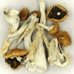 Creeper | Magic Mushrooms Montreal Canada