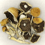 Penis Envy Cubensis | Magic Mushrooms Montreal Canada
