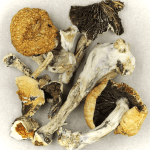 Thai Elephant | Magic Mushrooms Montreal Canada