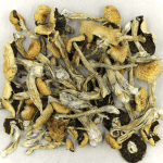 Puerto Rican | Magic Mushrooms Montreal Canada