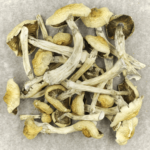 Blue Magnolia Rust | Magic Mushrooms Montreal Canada