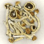 Texas Yellow Cap | Magic Mushrooms Montreal Canada