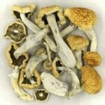 Vietnamese | Magic Mushrooms Montreal Canada