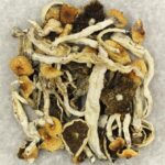 Cuban | Magic Mushrooms Montreal Canada