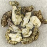 White Burma | Magic Mushrooms Montreal Canada