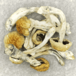 Chitwan Nepal | Magic Mushrooms Montreal Canada