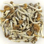 Florida White | Magic Mushrooms Montreal Canada