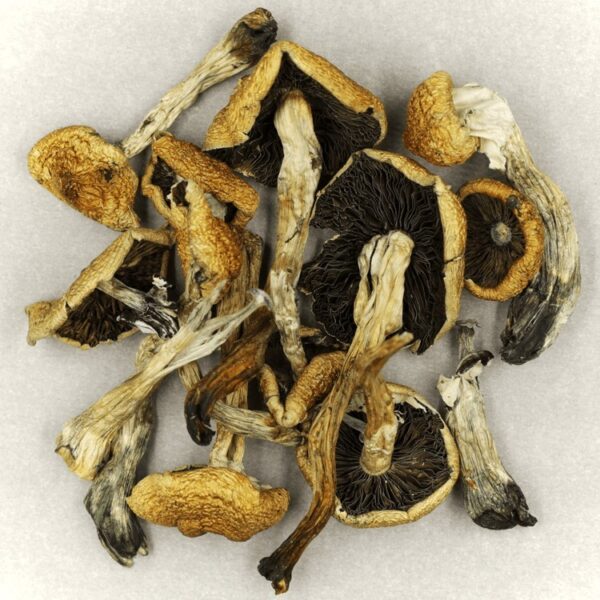 Malabar | Magic Mushrooms Montreal Canada