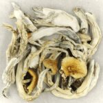 Treasure Coast | Magic Mushrooms Montreal Canada