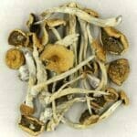 Mexicana | Magic Mushrooms Montreal Canada