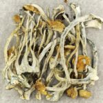 Amazonian Cubensis | Magic Mushrooms Montreal Canada