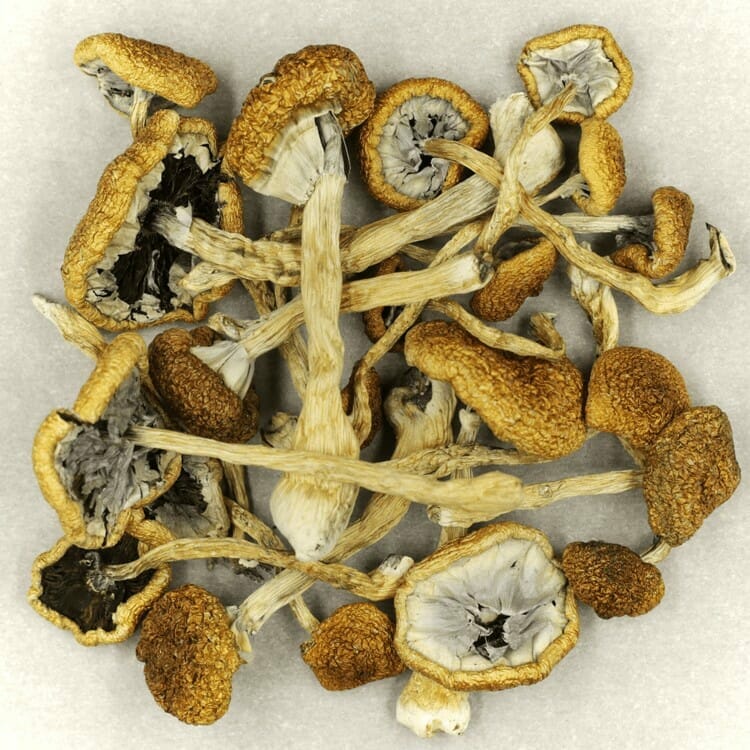 Affordable Mush Cambodian Mush Cambodian at Magic Mushrooms Montreal Canada