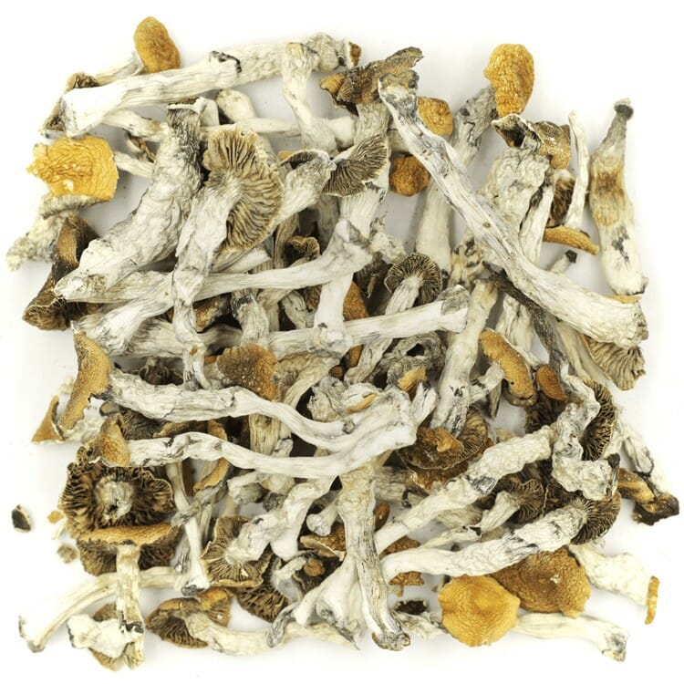 What are the Best Shrooms Online? Mush Golden Teacher at Magic Mushrooms Montreal Canada