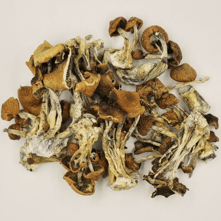 Psilocybe Cubensis at Magic Mushrooms Montreal Canada