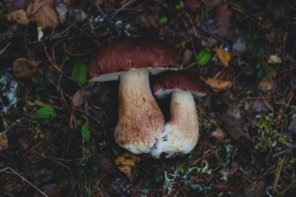Looking for High-Quality Magic Mushrooms? Choose Magic Mushrooms Montreal Canada Amazonian Cubensis at Magic Mushrooms Montreal Canada