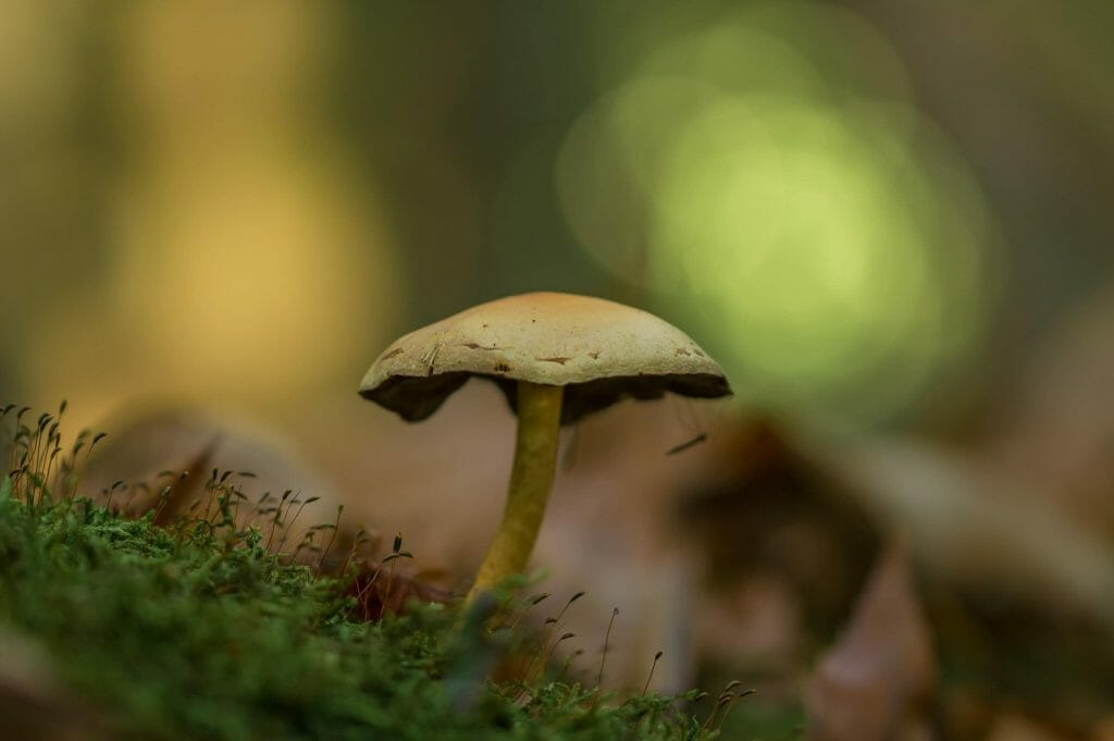 Sourcing High-Quality Magic Mushrooms psilocybe cubensis at Magic Mushrooms Montreal Canada