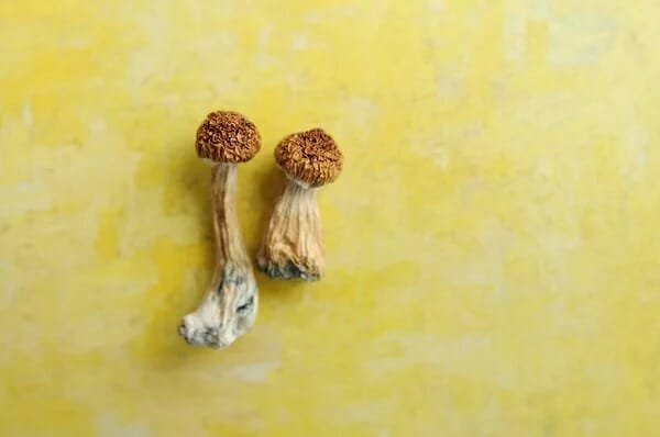 Lemon Tek at Zoomies Canada | Magic Mushrooms Montreal Canada