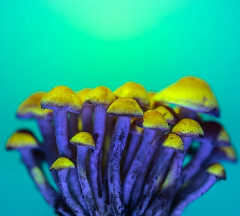 LSD Edibles | Magic Mushrooms Montreal Canada