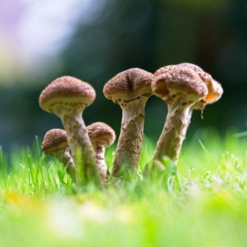 Mushroom Dispensary | Magic Mushrooms Montreal Canada