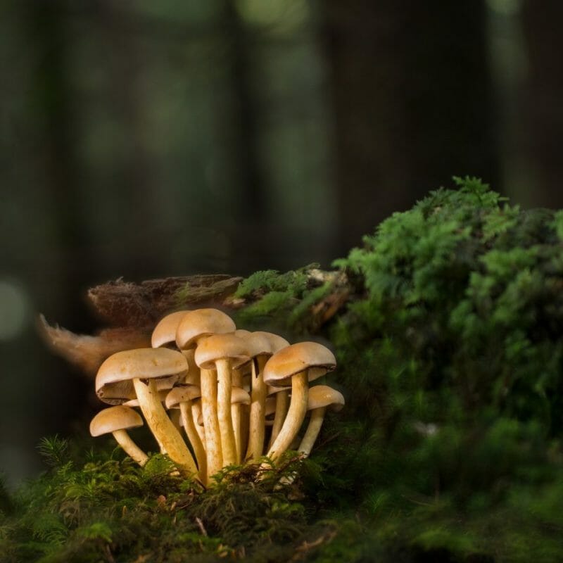 Strongest Mushroom Strains | Magic Mushrooms Montreal Canada