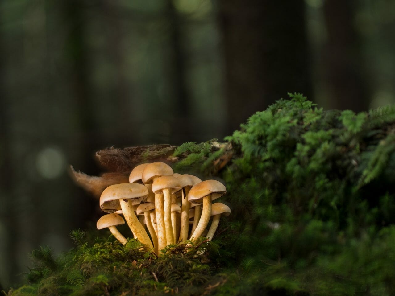 Ranked List of the Most Potent Magic Mushrooms