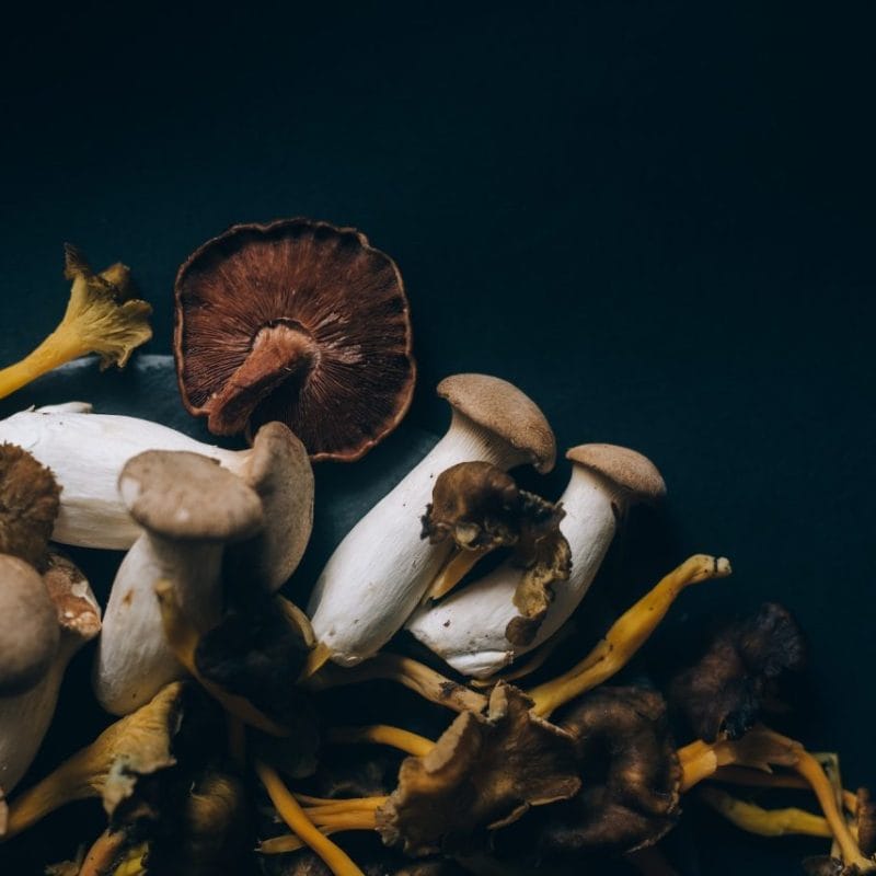 Dried Shrooms | Magic Mushrooms Montreal Canada