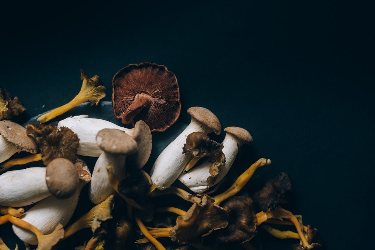 Studies Indicate That Dried Psychedelic Mushrooms Induce a ‘Lucid Dream’ Experience