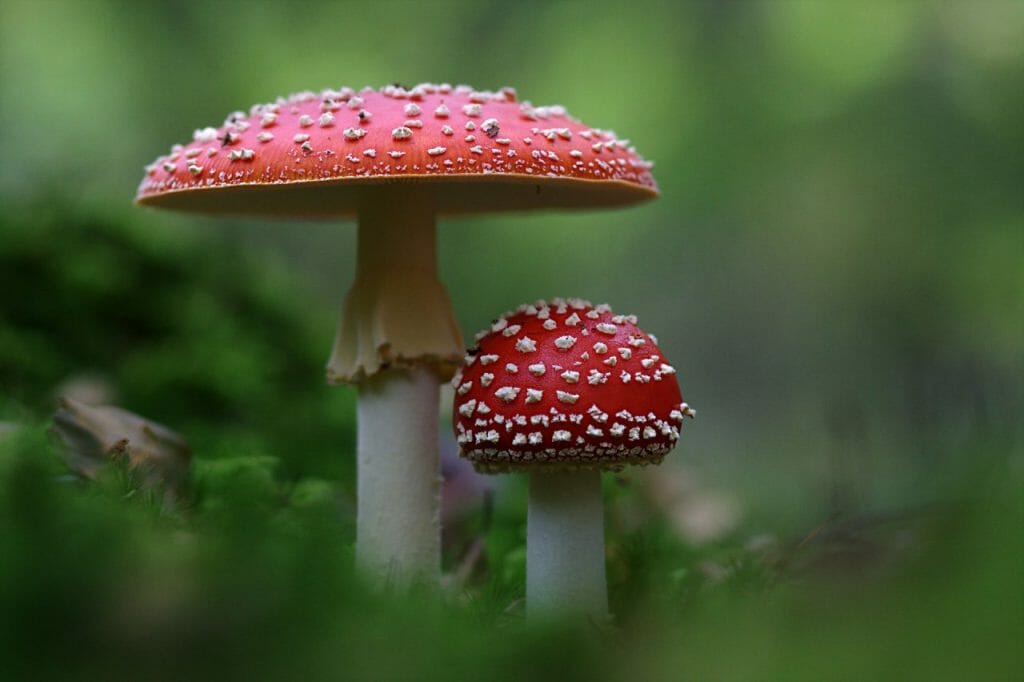 Magic Mushroom Dispensary
