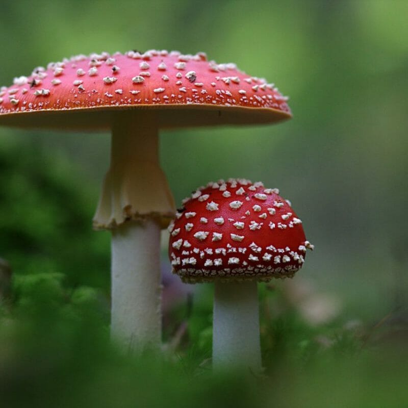 Magic Mushrooms Canada | Magic Mushrooms Montreal Canada