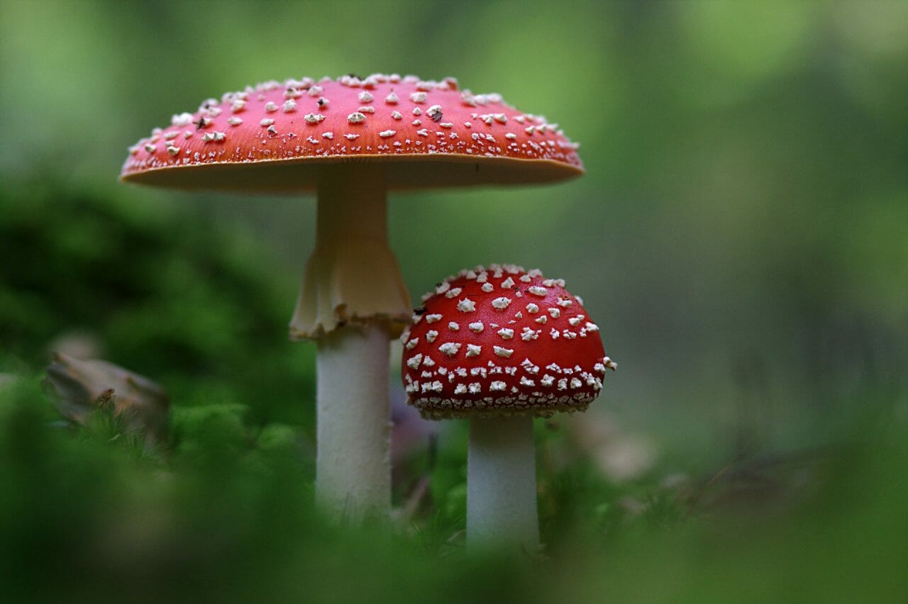 The Emergence of Magic Mushrooms in Canada: Best Varieties To Explore