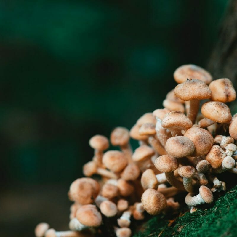 Mushroom Dispensary - Zoomies | Magic Mushrooms Montreal Canada