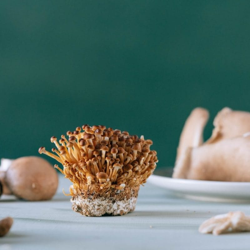 Buy Magic Mushroom | Magic Mushrooms Montreal Canada