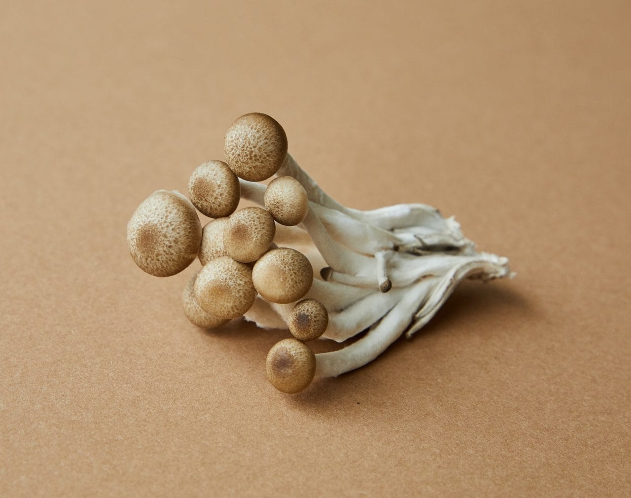 A Deep Dive into Penis Envy: Examining the Most Potent Mushroom Strain