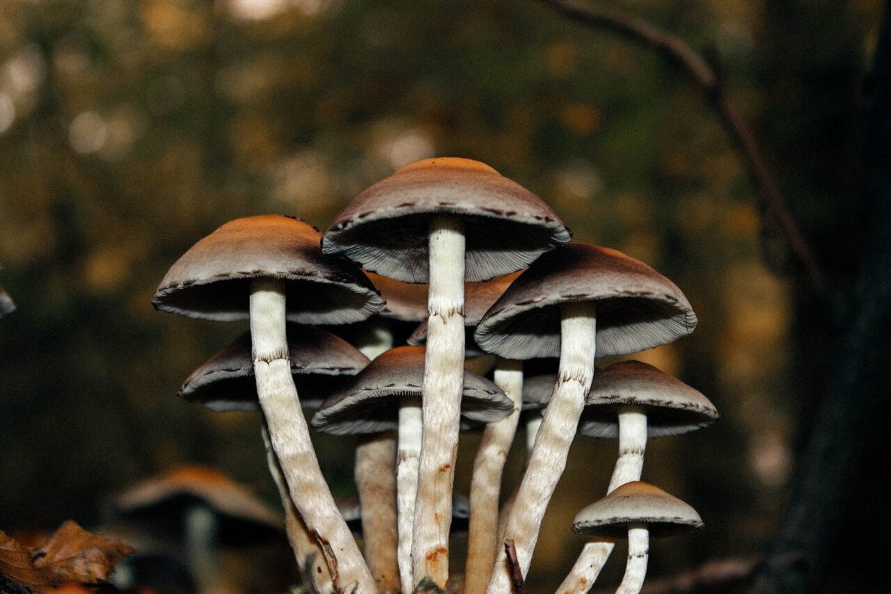 HTML:

<div>
<p><strong>An Examination of Microdose Mushrooms Utilized for Persistent Pain Alleviation: A Case Series</strong></p>
</div>