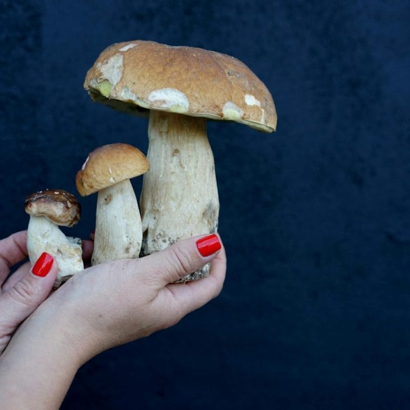 Shrooms Online | Magic Mushrooms Montreal Canada