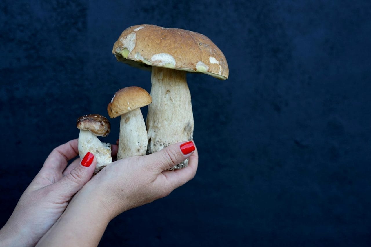Five Essential Mushrooms to Try Nearby