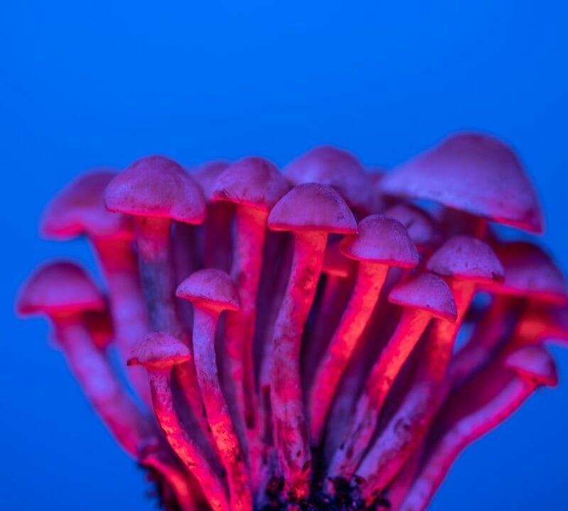 Shrooms Delivery in Canada | Magic Mushrooms Montreal Canada