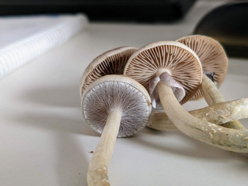 Magic Mushrooms at Magic Mushrooms Montreal Canada