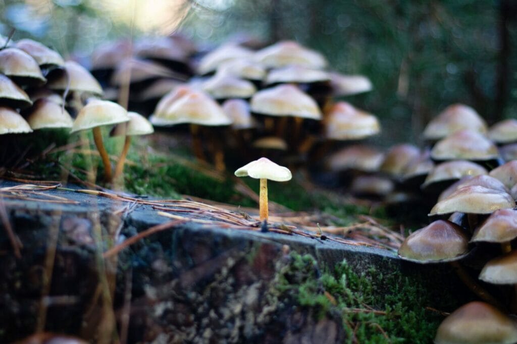 Shroom Delivery at Magic Mushrooms Montreal Canada