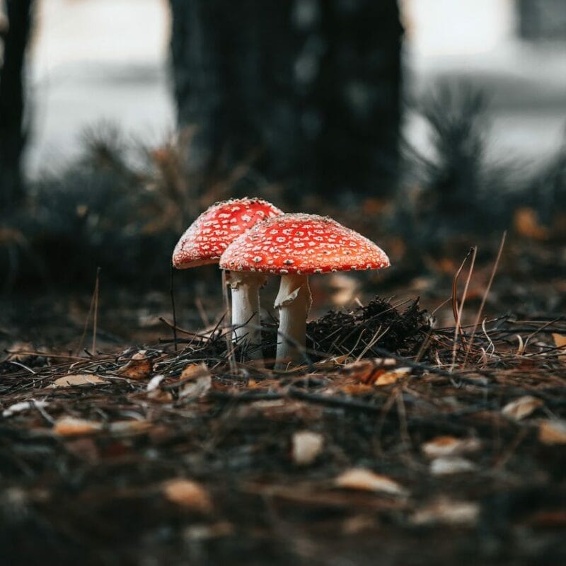 Shroom online delivery at Zoomies Canada | Magic Mushrooms Montreal Canada
