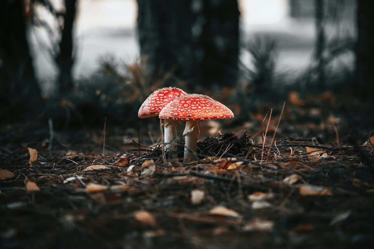 The Advancement of Psilocybin: Manufacturing, Studies, and Future Directions