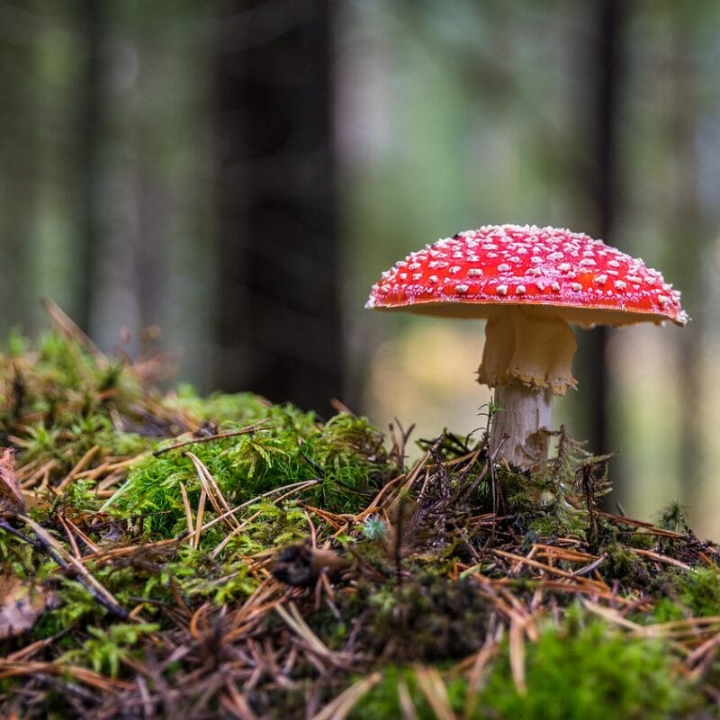 Shrooms Online in Canada | Magic Mushrooms Montreal Canada