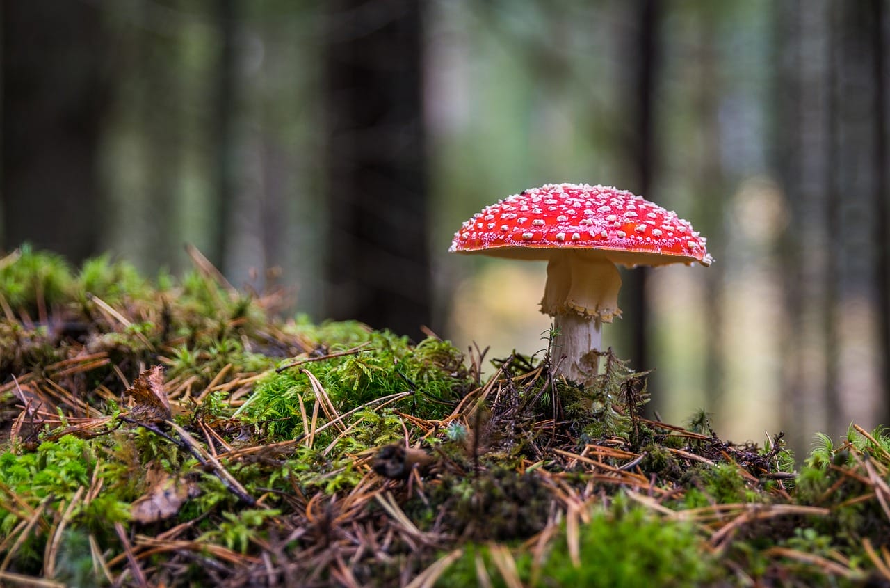 The Essential Role of Psilocybin in Canadian Healthcare
