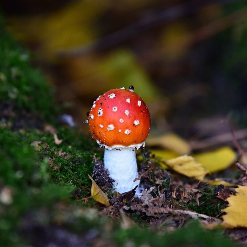 buy LSD online in Canada | Magic Mushrooms Montreal Canada