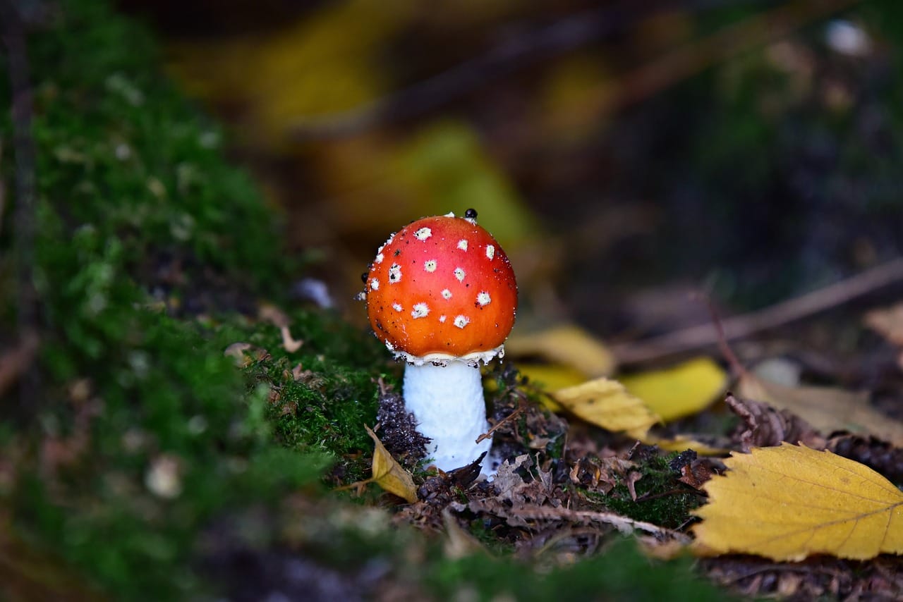 Can LSD Induce Happiness? Expert Viewpoints