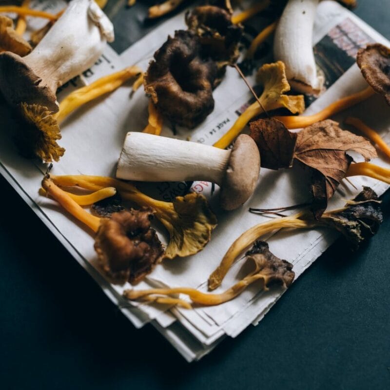 Mushroom chocolate at Zoomies Canada | Magic Mushrooms Montreal Canada