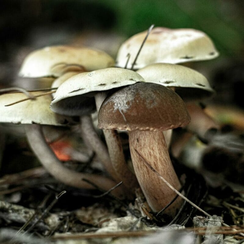 psilocybin mushroom | Magic Mushrooms Montreal Canada