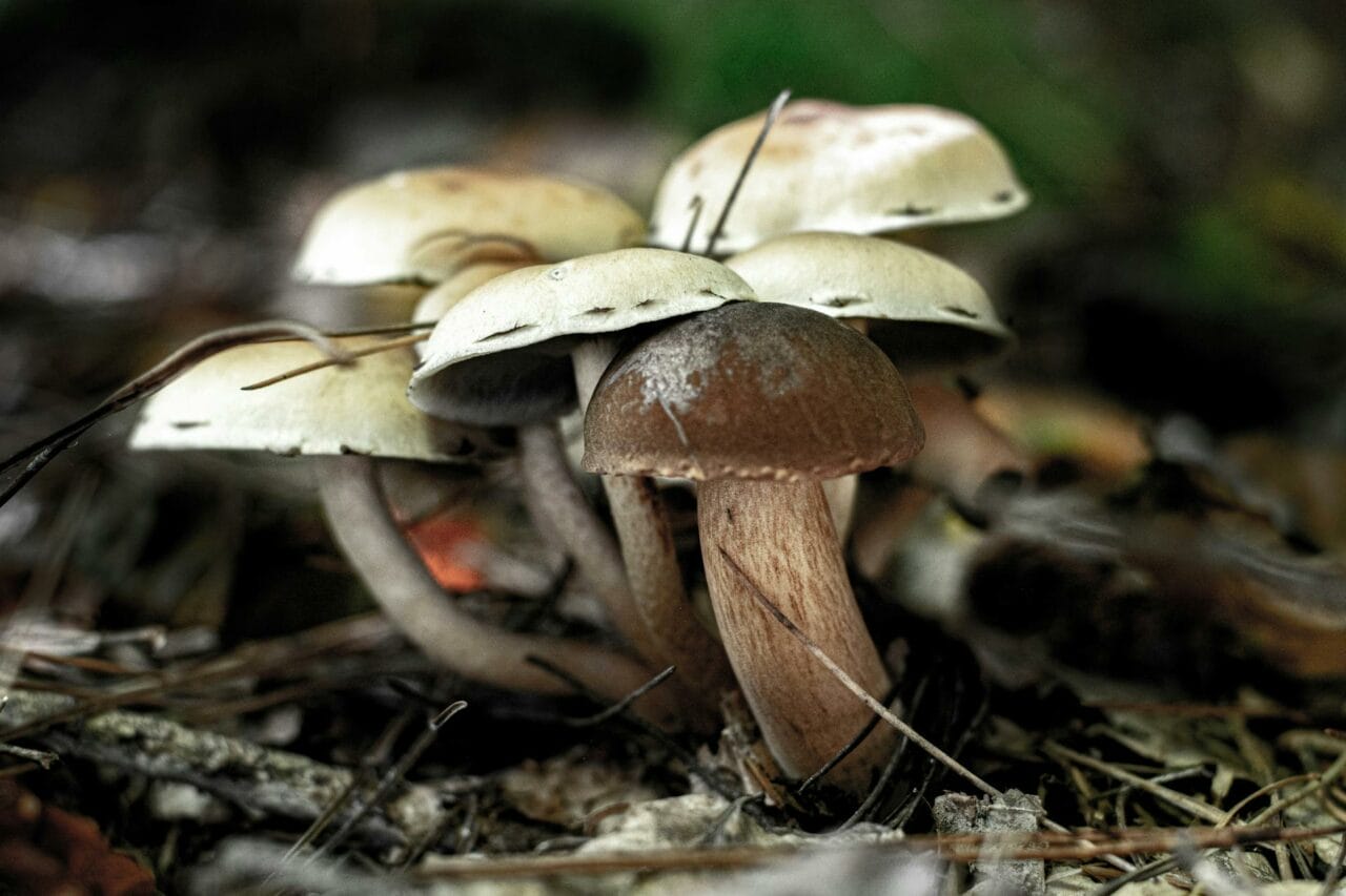 Comparing Brazilian and Costa Rican Magic Mushrooms: Which One Tops the List?